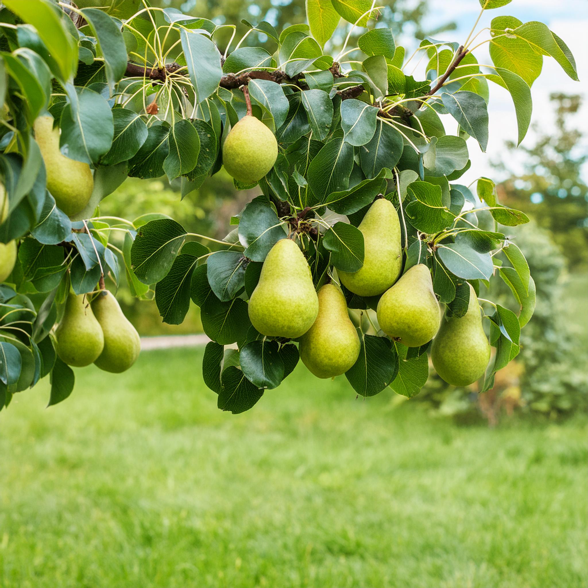 Obstbäume im Garten Mehr als nur Früchte. E. Düsseldorf Garten u