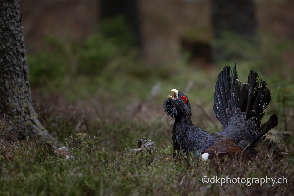 Auerhahn Capercaillie wildlife