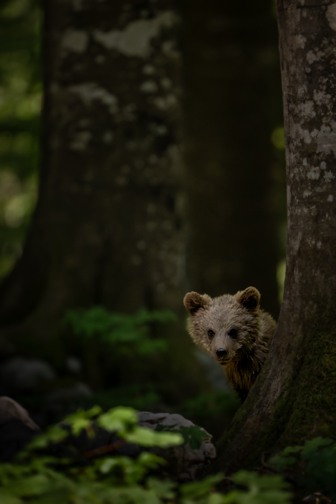 Projekt Wisent Thal dkphotography.ch dk photography Demian Knobel wildlife wildlifephotography photo bison  europe rewildering project