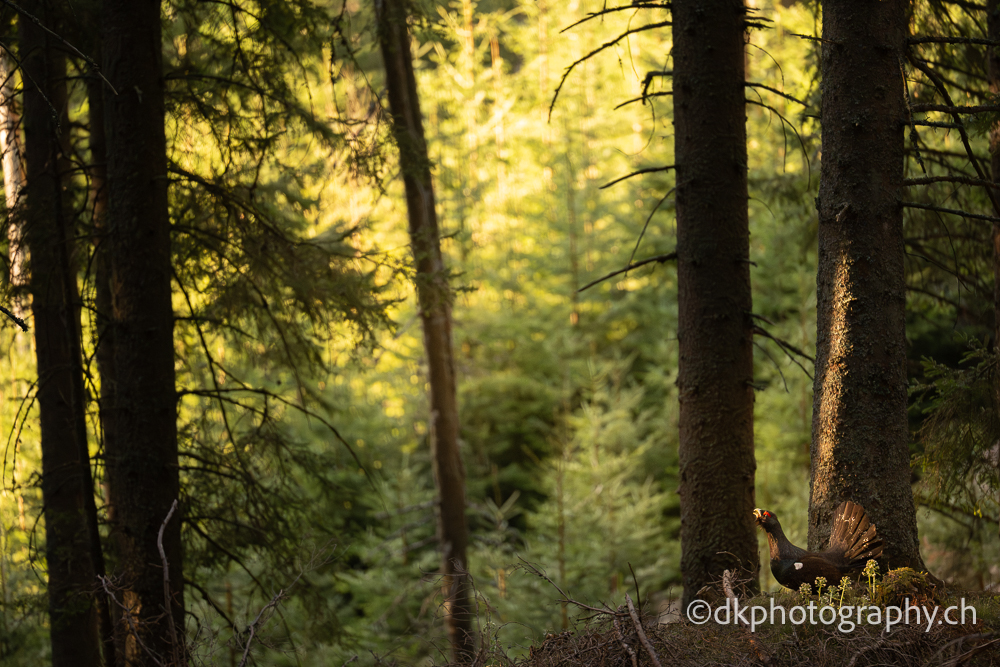 Auerhahn Capercaillie wildlife