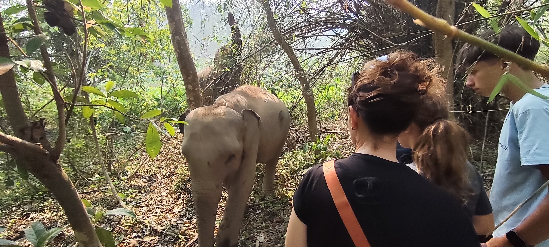 Mandalao élephant
