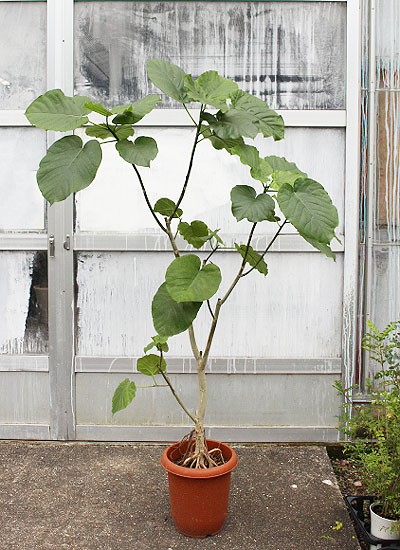 ウンベラータの切り戻し E 28のjimdoページ