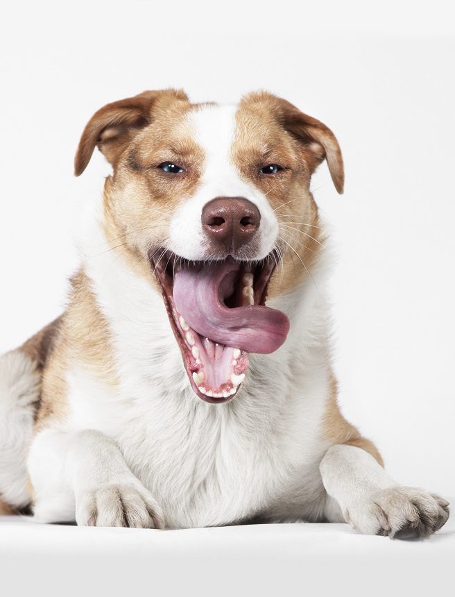 Hunde im Fotostudio Pferdefotografie Schleswig Holstein