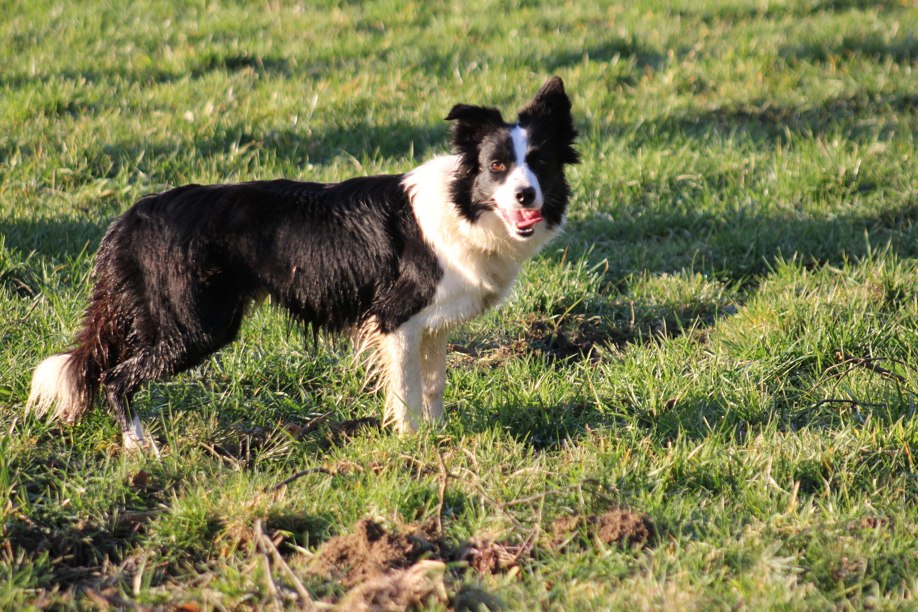 Unsere Border Collies schwabenschafes seite!