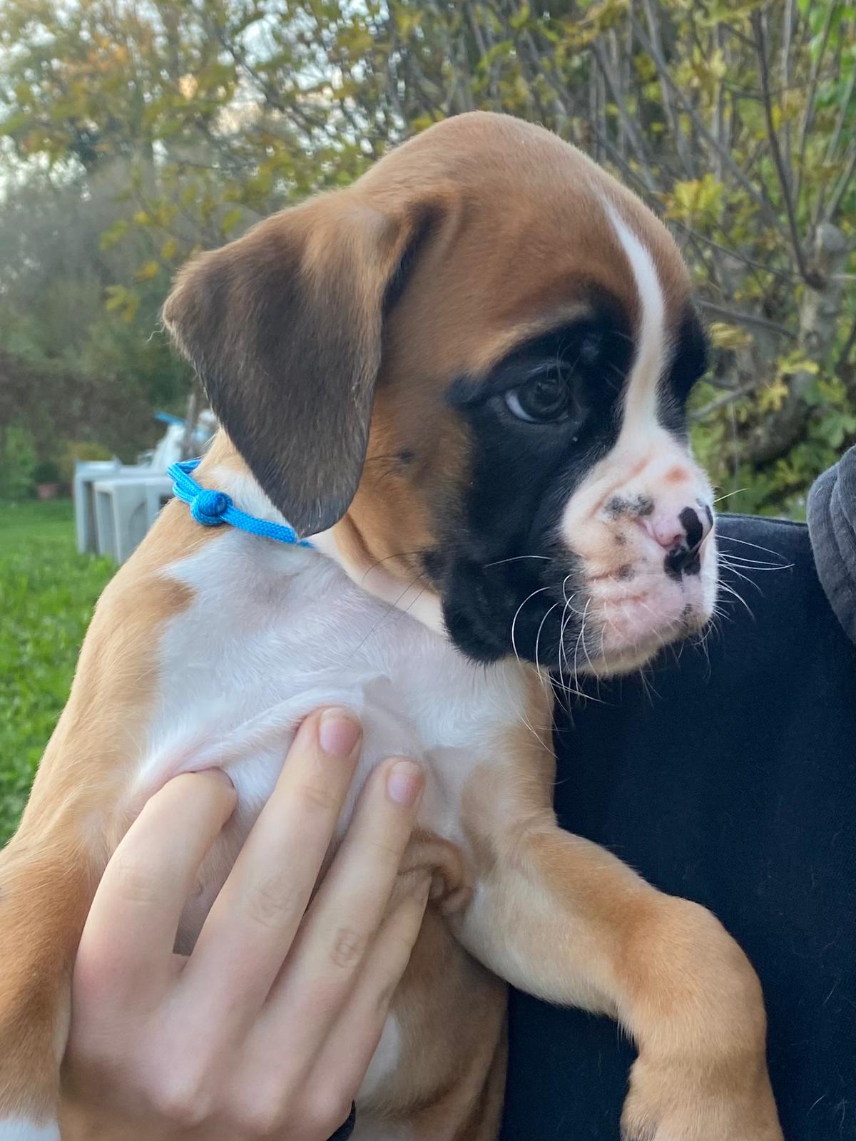 APOLLO