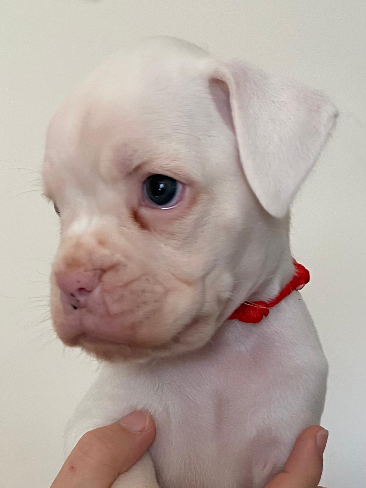 ❤️ ARES opzionato