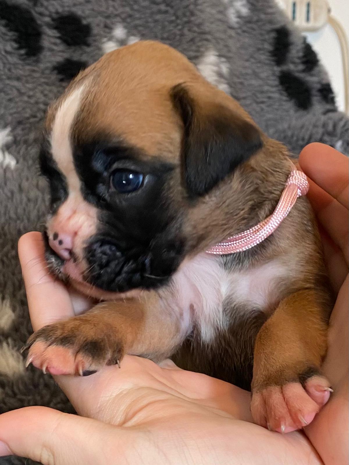 💗 ATHENA