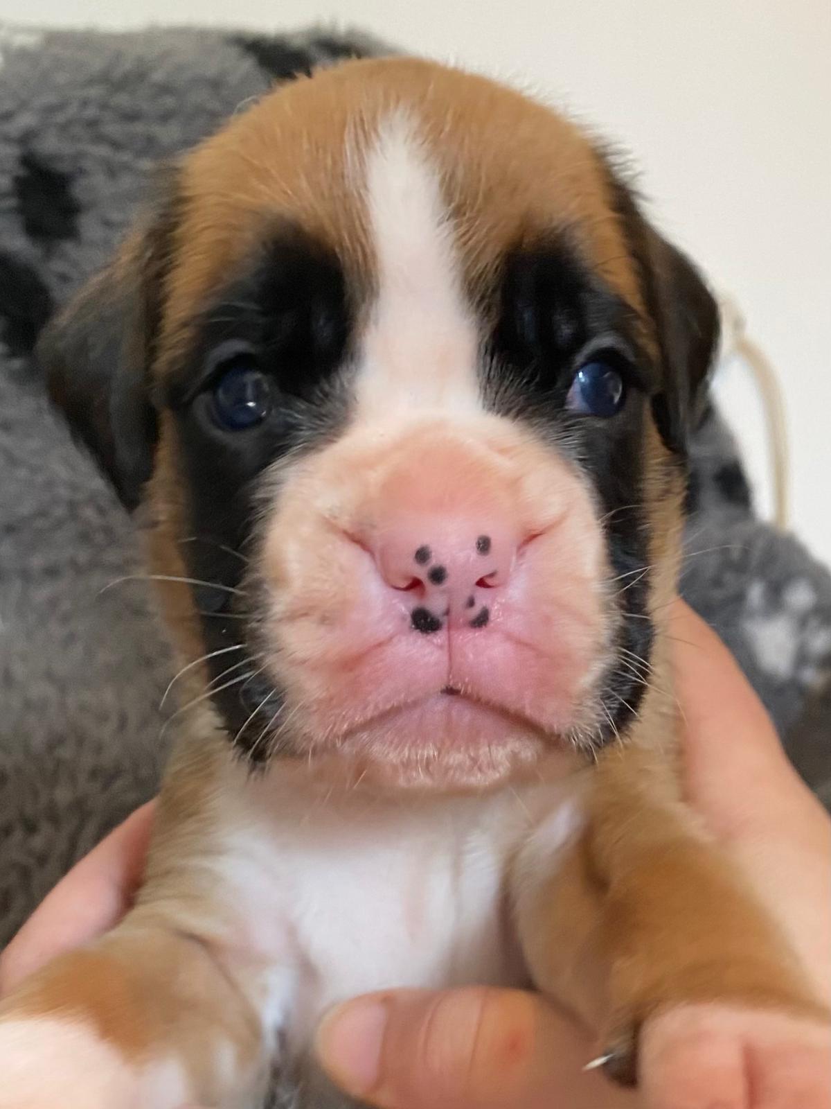 💙 APOLLO