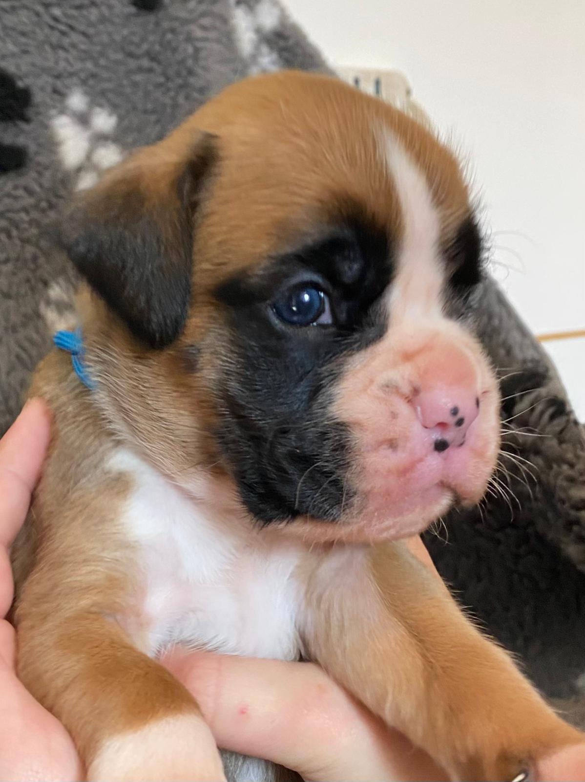 💙 APOLLO