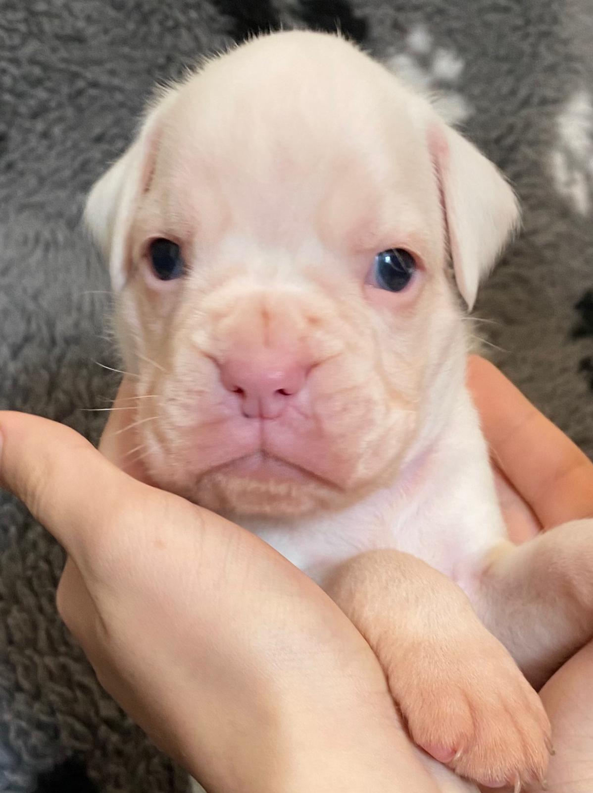 ❤️ ARES prenotato
