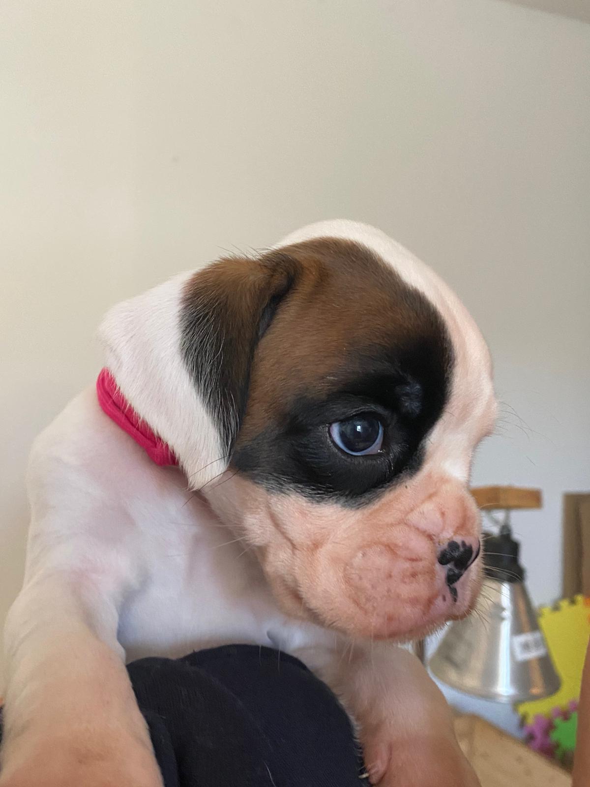 💖 AGATHA