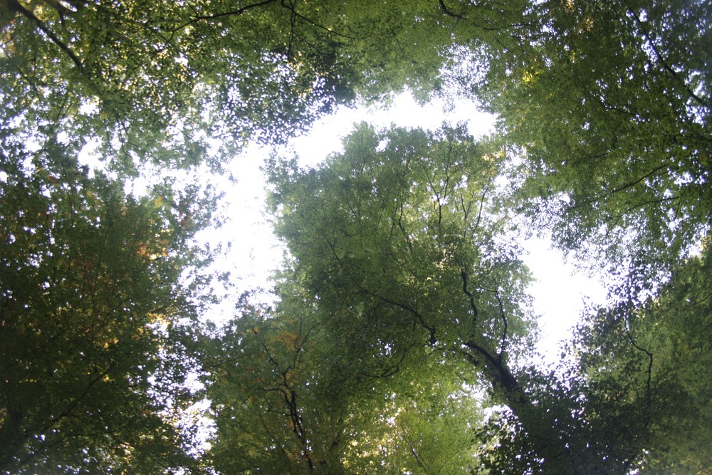 Wald ist nicht gleich Wald - erst Strukturreichtum und ungenutzte Alt- und Totholzbereiche machen ihn wertvoll für unsere biologische Vielfalt