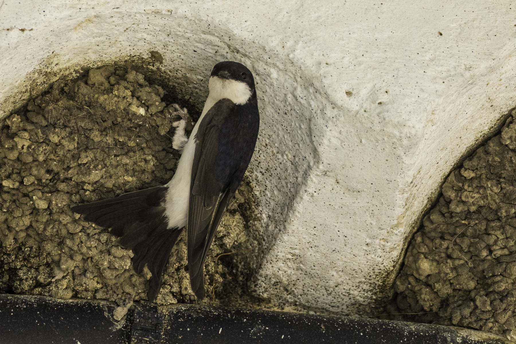 Mehlschwalbe am Nest, Bild: Bernd Leuthäusser