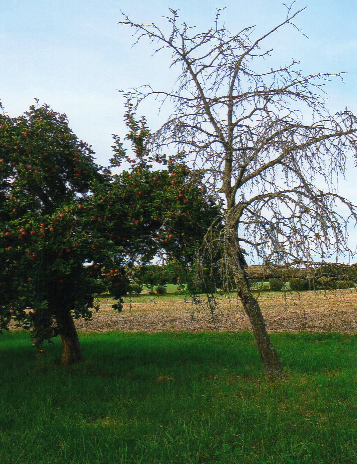 Ein Apfelbaum in der Ertragsphase und ein abgestorbener Birnbaum in Großheirath. Foto: Gabriele Wessels