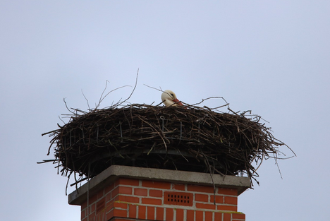 Heute ist es mir gelungen beide Störche auf dem Horst zu fotografieren. Im ersten Augenblick war ich enttäuscht: „schon wieder keine Störche da!“ Als ich mein Stativ und die Kamera aufgebaut hatte, bewegte sich etwas auf dem Horst. Ich musste schon ganz g
