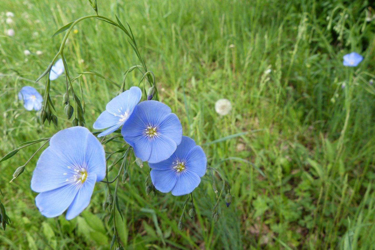 Blauer Lein (c) Freimut Brückner