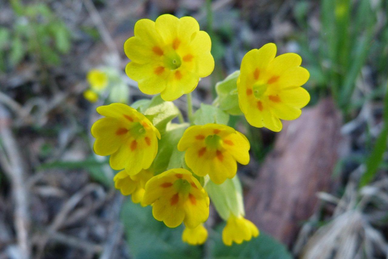  Wiesen-Schlüsselblume (c) Freimut Brückner