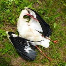 Dieser Storch ist durch einen Stromschlag bei Hemmendorf gestorben