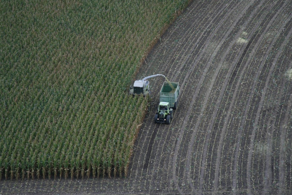 Äcker - unsere Nahrungsgrundlage, aber auch wichtige Lebensräume für Ackerwildkräuter und Feldvögel. Vermaisung - Intensivierung und "Energiepflanzen"-Anbau in Monokulturen vernichten Lebensraum und Landschaftsbild. Foto: Stephan Neumann