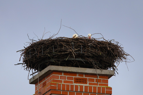 Anschließend saßen dann beide Störche nebeneinander im Horst. In der nächsten Zeit wird noch viel am Horst gebaut - mit der ersten Eiablage rechne ich um den 20. März 2020…. (c) Schönecker