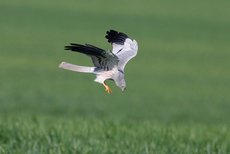 Wiesenweihen-Männchen im typisch niedrigen Gaukelflug mit den V-förmig gehaltenen Flügeln. (c) Z. Tunka/LBV-Archiv