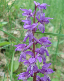 Diese attraktive Orchidee ist in Oberfranken bereits stark gefährdet! (c) Freimut Brückner