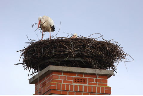 Da hatte sich doch ein Storch in die Mulde geduckt um vor dem Wind besser geschützt zu sein. Nach kurzer Wartezeit kam die beringte Störchin mit einem Zweig zurück um diesen gleich in das Nest einzubauen. (c) Schönecker