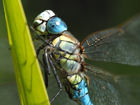 Südliche Mosaikjungfer (c) Petra Altrichter