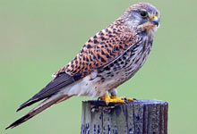 Turmfalke - Foto: Frank Derer