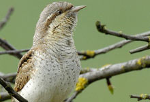 Wendehals - Foto: Tom Dove