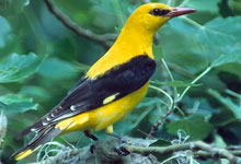 Pirol - Foto: Hans Pollin