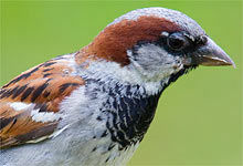 Haussperling - Foto: Frank Derer