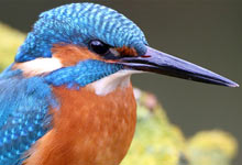 Eisvogel - Foto: Frank Derer