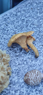 Pfifferlinge