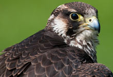 Wanderfalke - Foto: Christoph Bosch