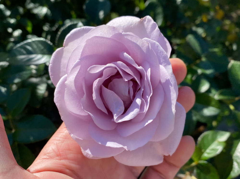 スピリチュアルカウンセリング チャネリング 封印解除 能力開発 自己実現 能力開花 自己治癒力 インナーチャイルド アダルトチルドレン 依存症 人間関係の悩み 錬金術 チャクラ お金のブロック ご縁 幸せ 豊かさ 無条件の愛 引き寄せ 龍 ライトワーカー レムリア ムー アトランティス シリウス プレアデス 宇宙 統合 光と闇 ストレス解消 ヒーリング エネルギーワーク ライトボディ スターシード 霊的覚醒 アセンション 癒し シャーマン 男性セラピスト 男性ヒーラー 小田原 湘南 横浜 熱海 三島 東京