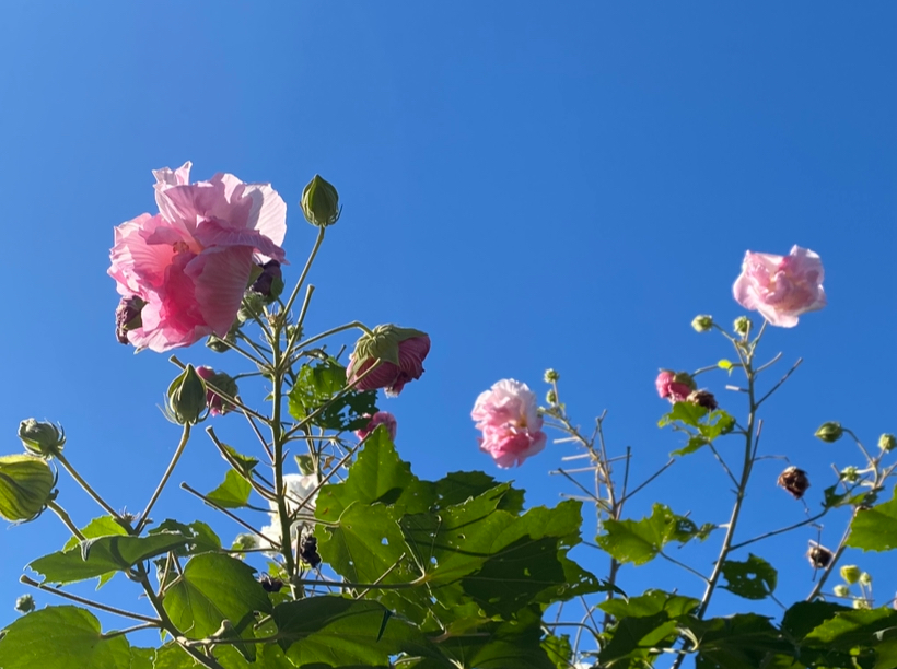 喜びの花を咲かせるワーク 喜び 幸せ スターシードリーダー 覚醒 使命 生きがい 能力開発 チャンピチャンピ CHAMPICHAMPI 封印解除 ライトワーカー 独自性 統合 自己肯定感 ワンネス 楽になりたい  レムリア インナーチャイルド  ヒーリング エネルギーワーク スターシード 霊的覚醒 アセンション 癒し シャーマン カリスマシャーマン 男性セラピスト 男性ヒーラー 小田原 湘南 横浜 熱海 三島 東京