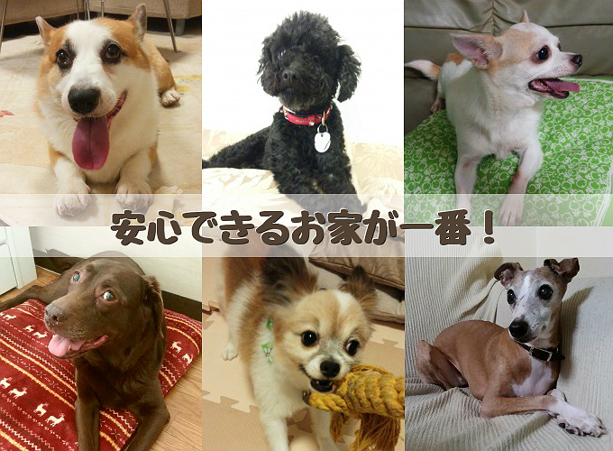 自宅での愛犬の様子