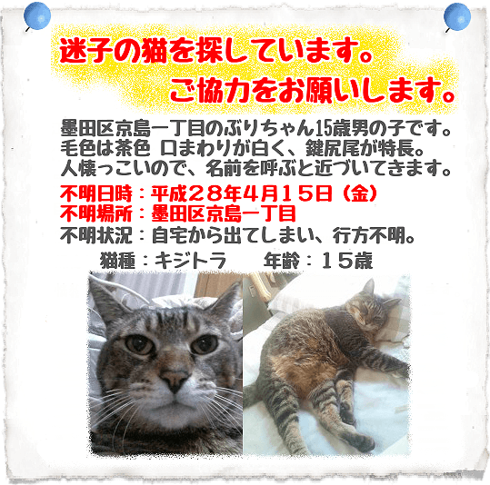 迷子猫情報