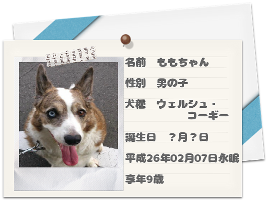 愛犬ももちゃん