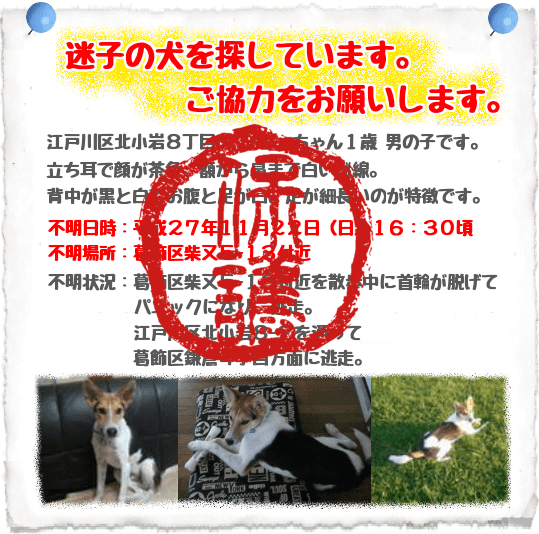 迷子犬保護