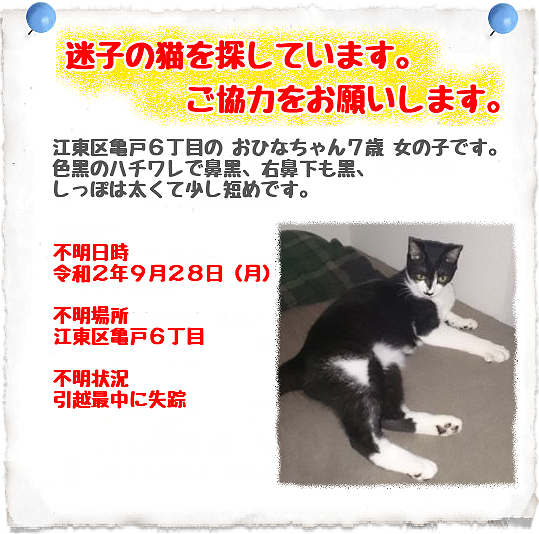 迷子猫情報