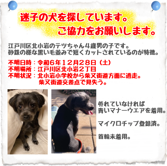 迷子犬情報