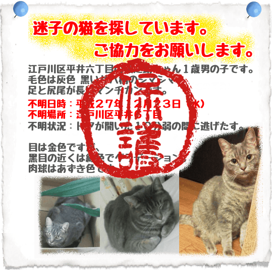 迷子猫保護