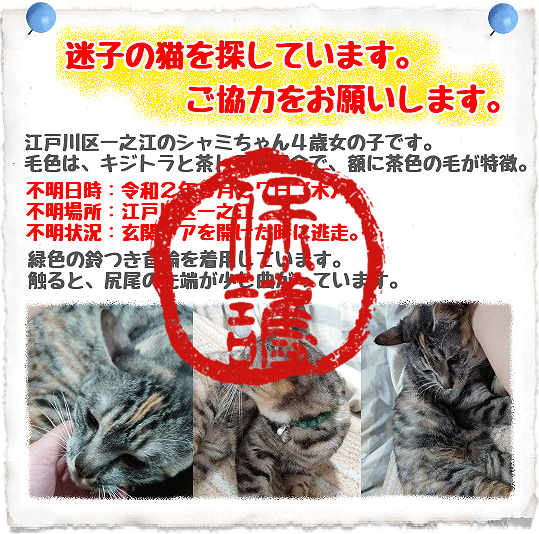 迷子猫保護