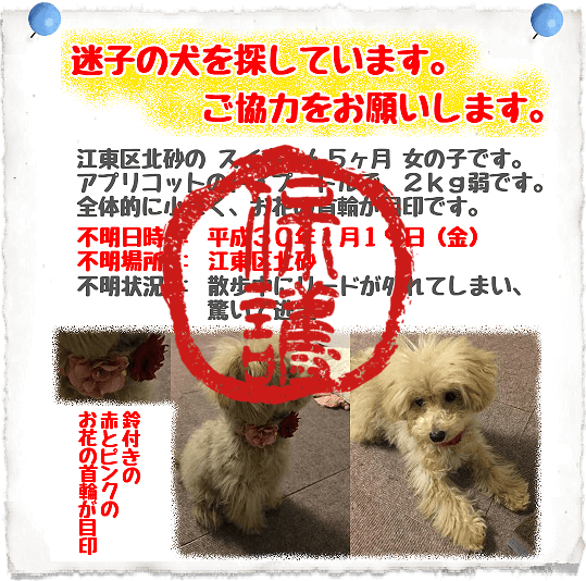 迷子犬保護