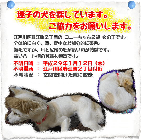 迷子犬猫情報