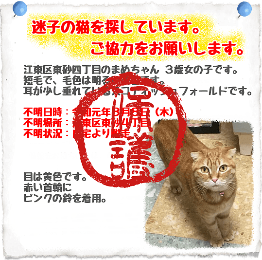 迷子猫保護