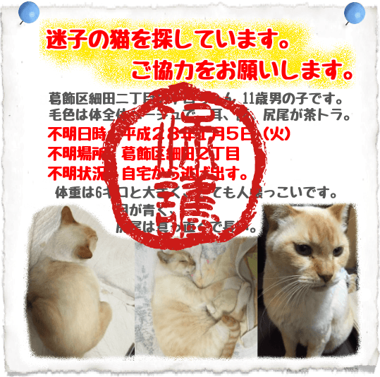 迷子猫保護