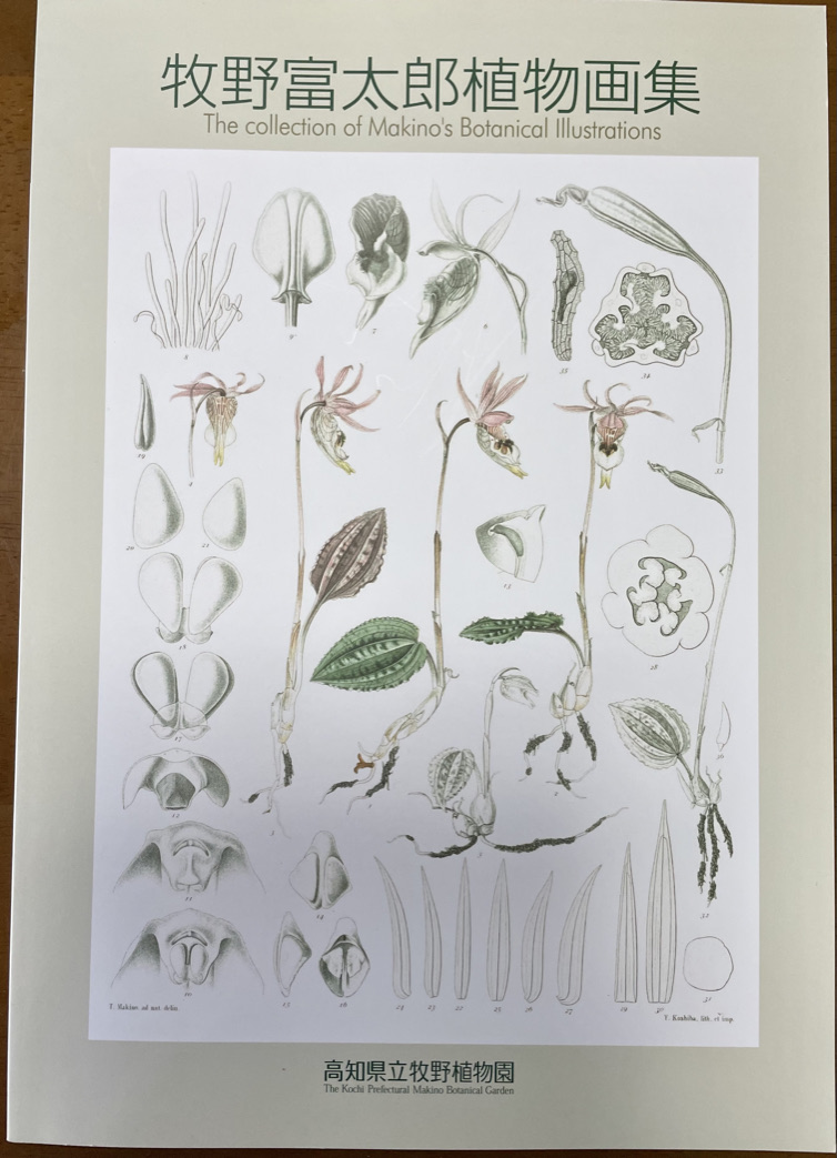 実は『牧野富太郎植物画集』を発行しています。20年を超えて 実は『牧野富太郎植物画集』を発行しています。20年を超えて